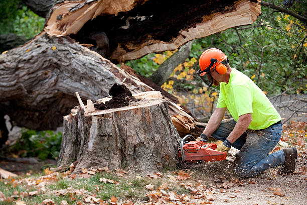 Best Tree Branch Trimming  in Ovid, MI